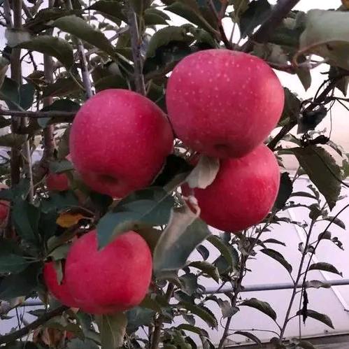 冯二新《杰宇果业》