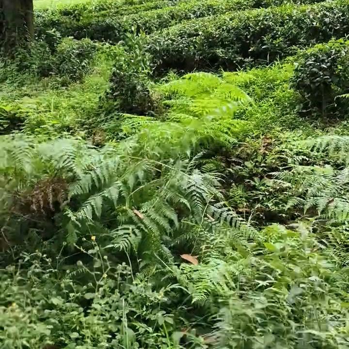 老班长，正能量
