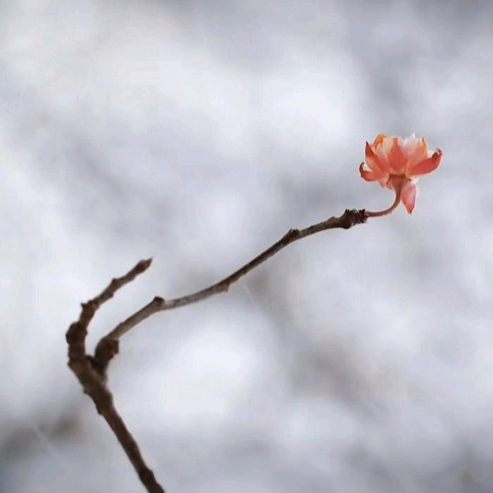 简.风
