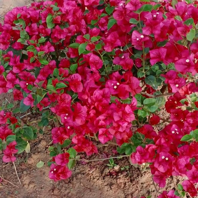 🦋ℒᎭℯ⃝💞霞࿐🍒