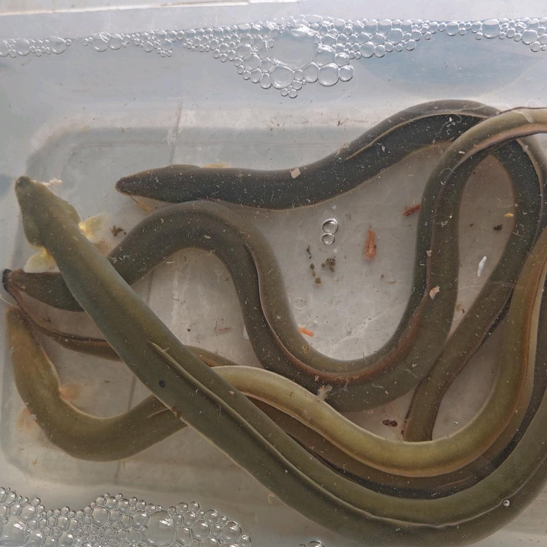 小刘钓鳗 甲鱼
