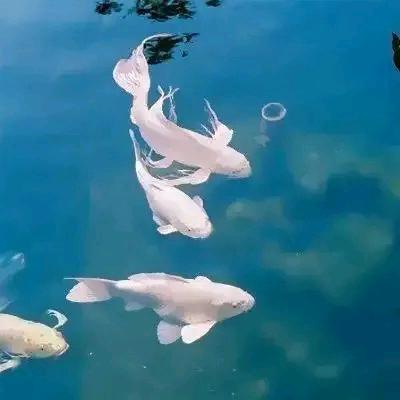 北京快顺通物流有限公司