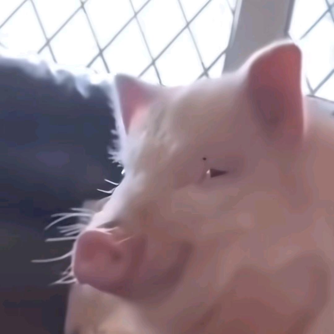 猛犸象