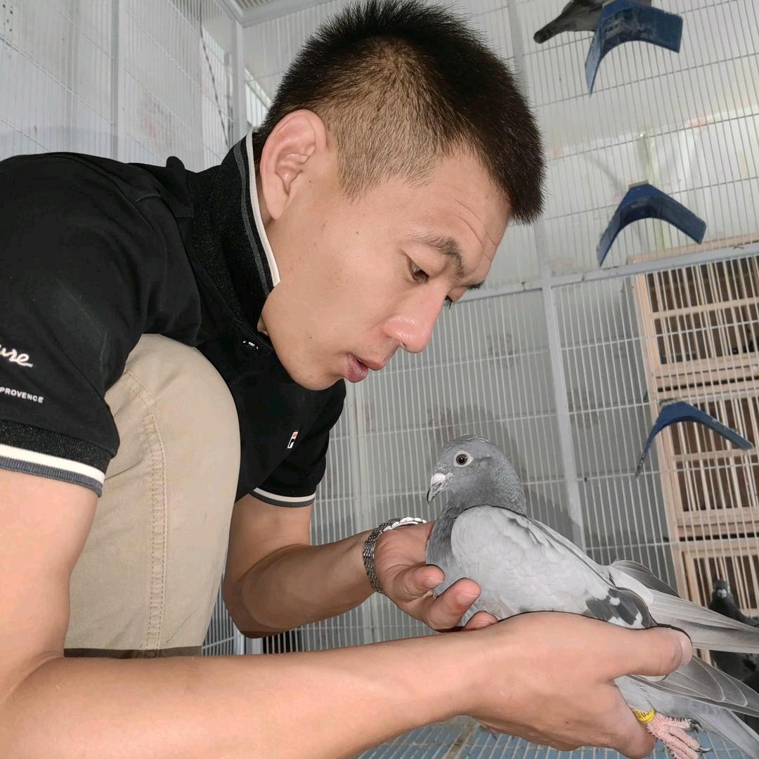 🇨🇳翔鸿天意赛鸽🇨🇳