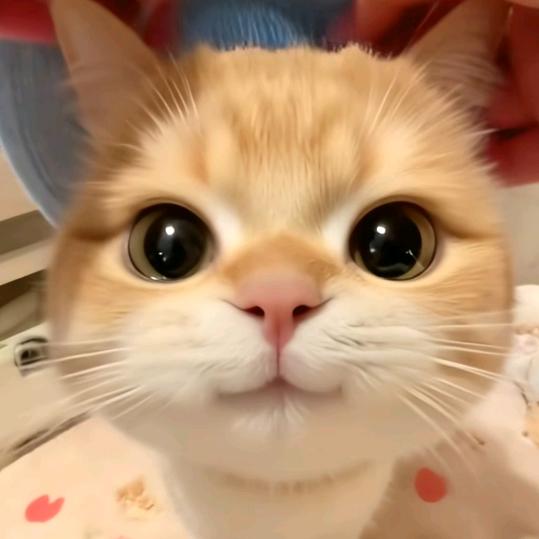 Darwin