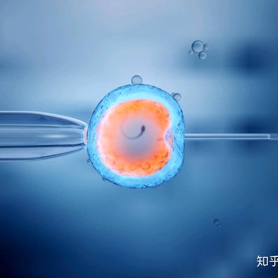 人类生育助力者