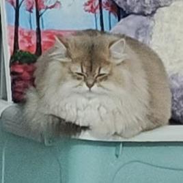 傲娇小咕噜