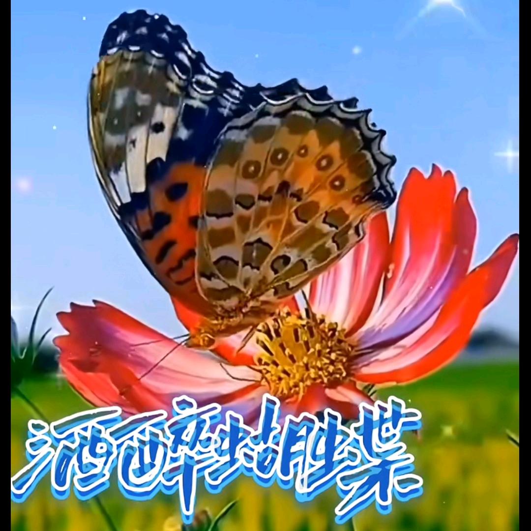 酒醉蝴碟