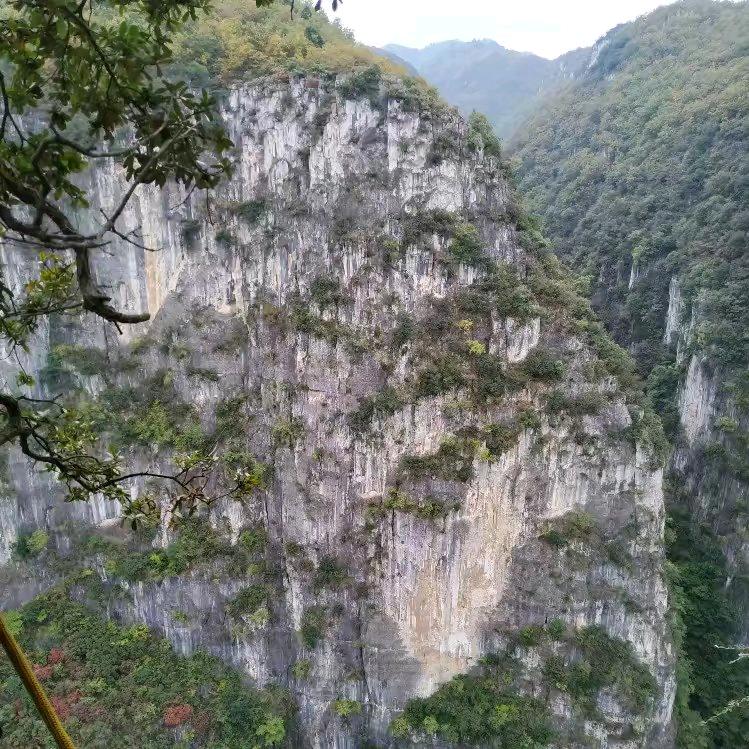 龙鳞黄杨