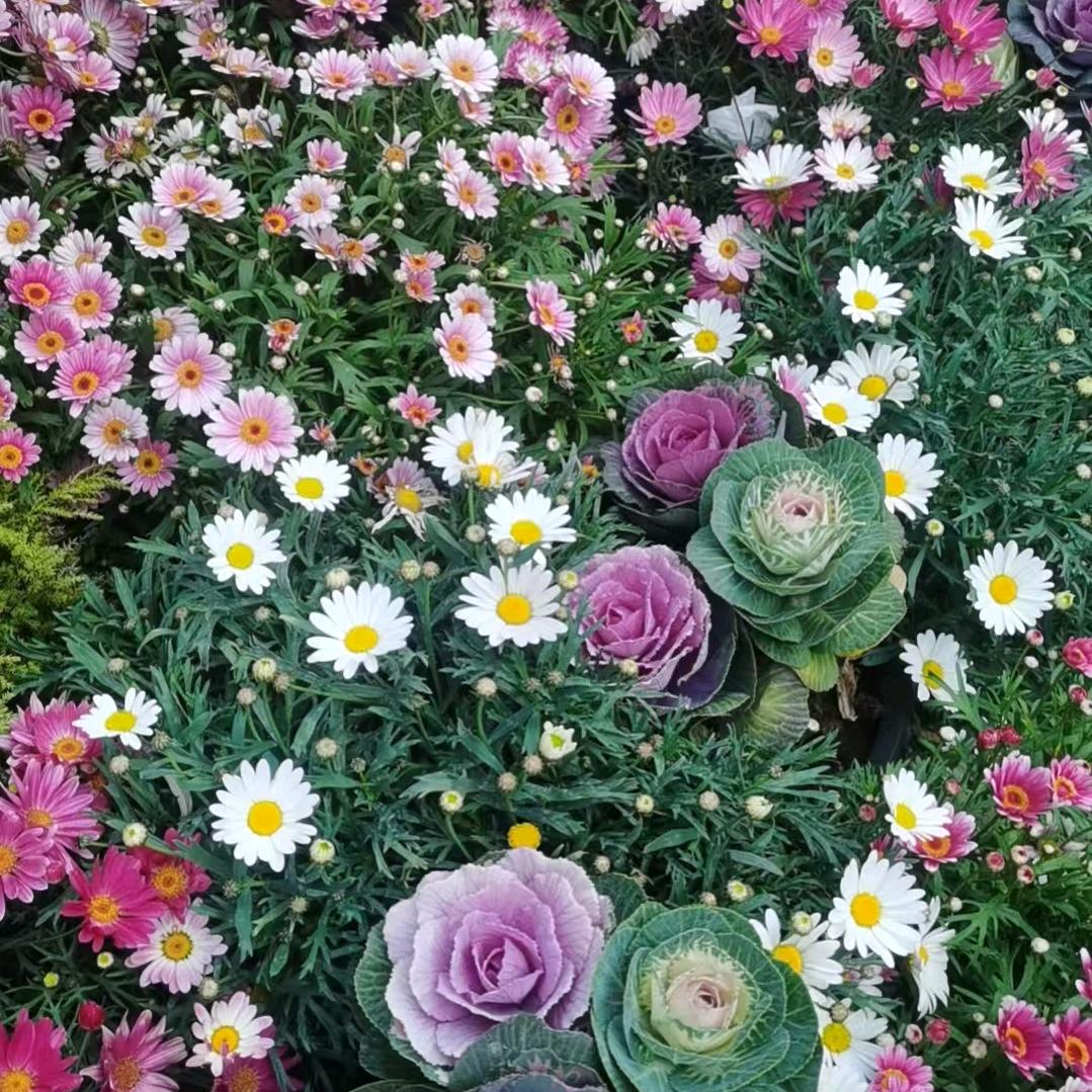 真我合一百花齐放