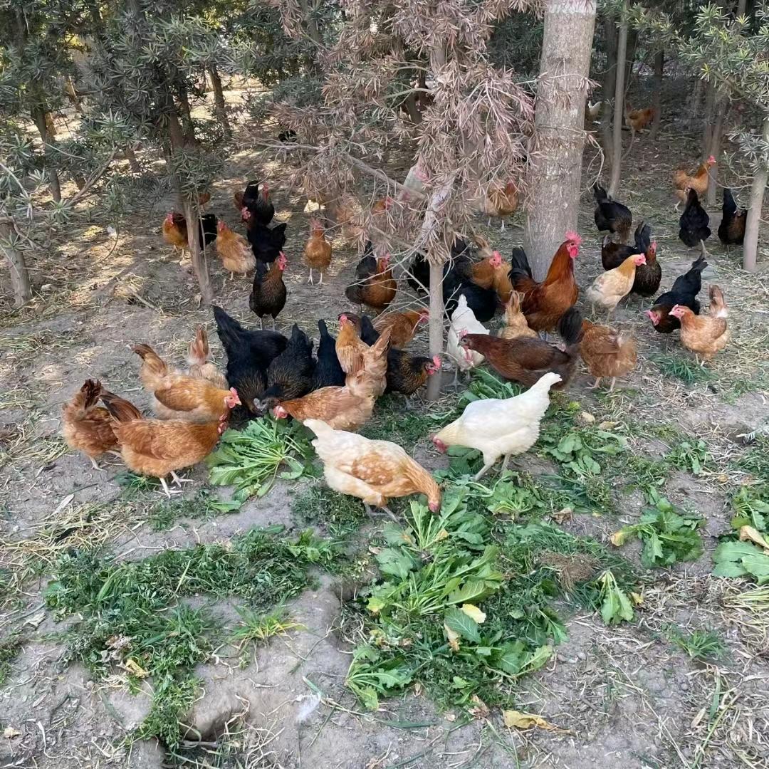 竹林散养走地鸡