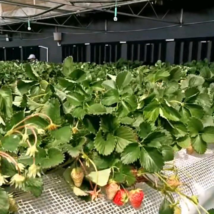 鸿运