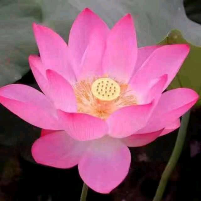 芳