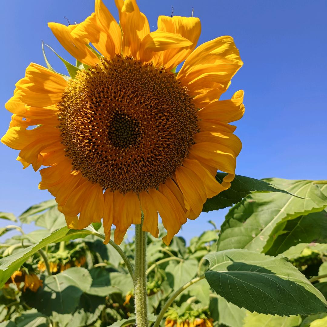 🍒🍭Summer(学英语)