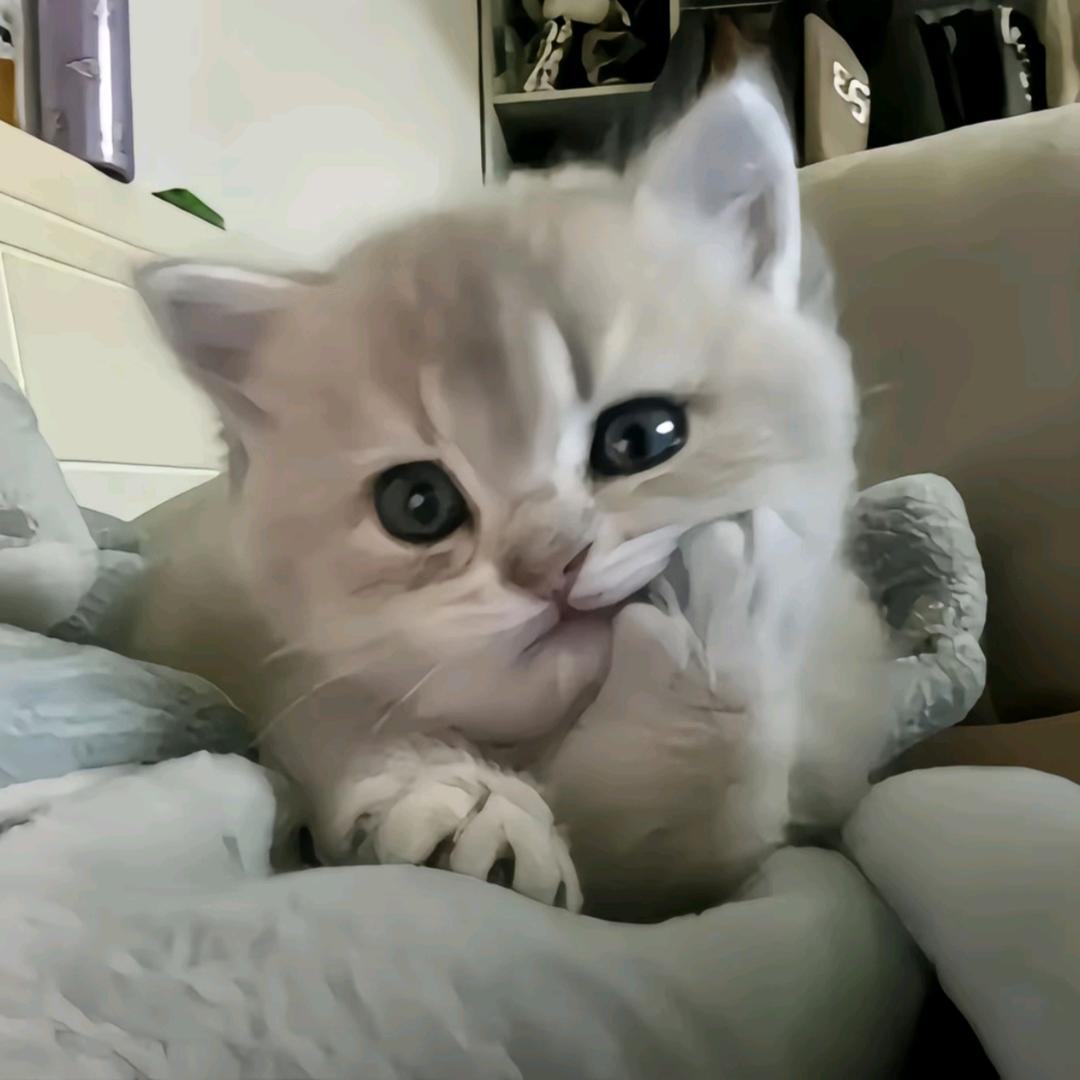 万柳