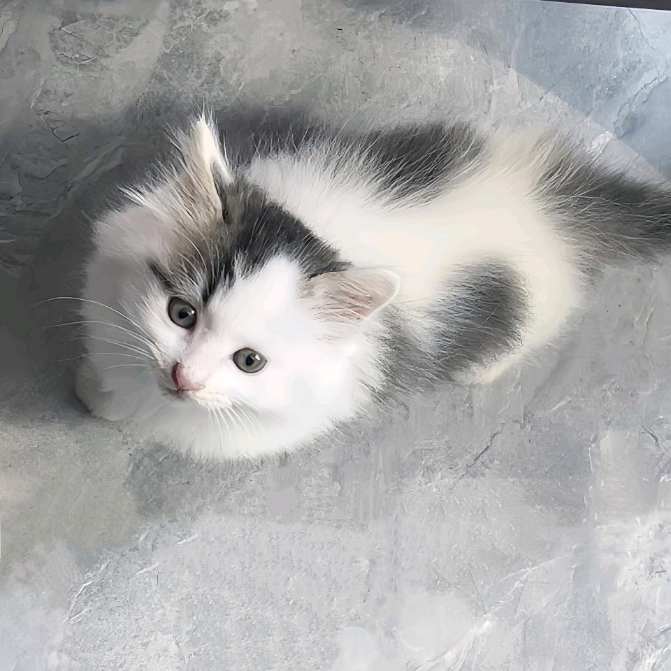 一只小猫🐱