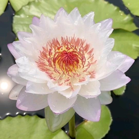 秋风吹起