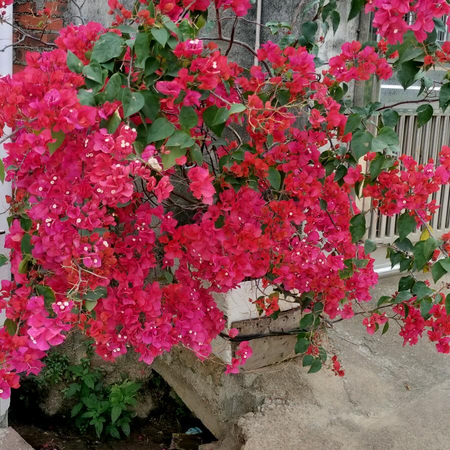 芬