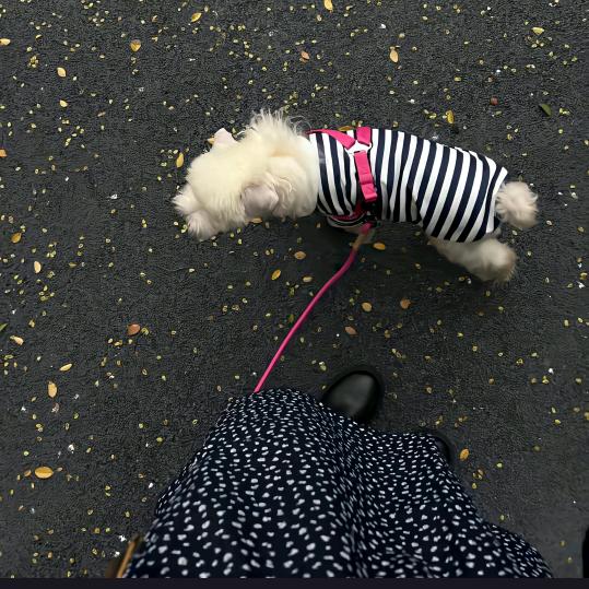 不吃葱姜蒜