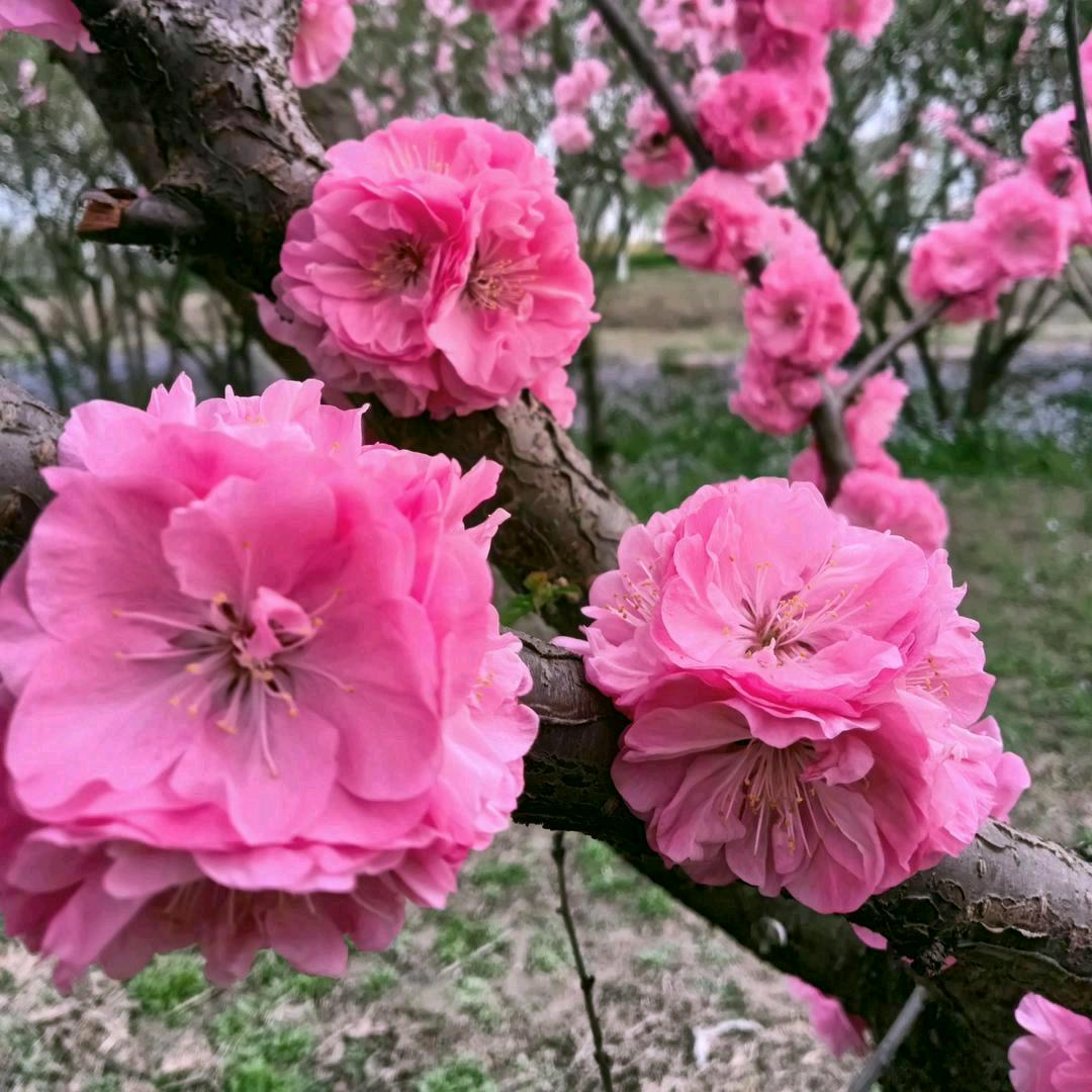 💞࿐心茹所愿💞࿐