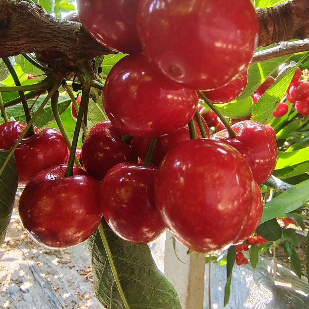 大连🍒樱桃