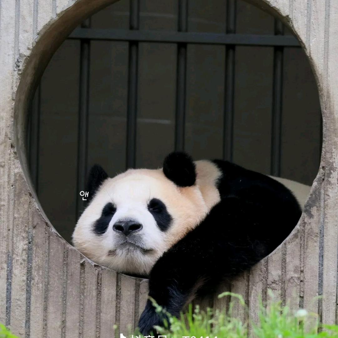 嚎叫的小猪