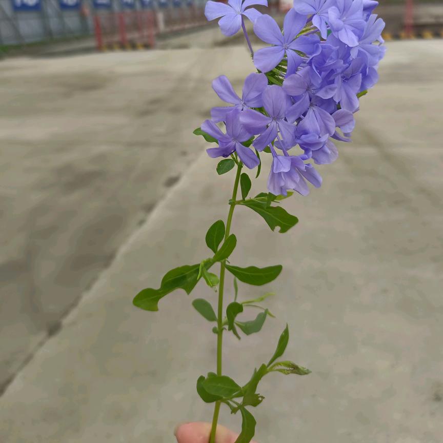 工地小马姐，