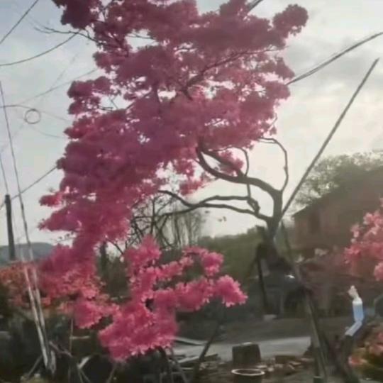 画城绣球园，徐小明