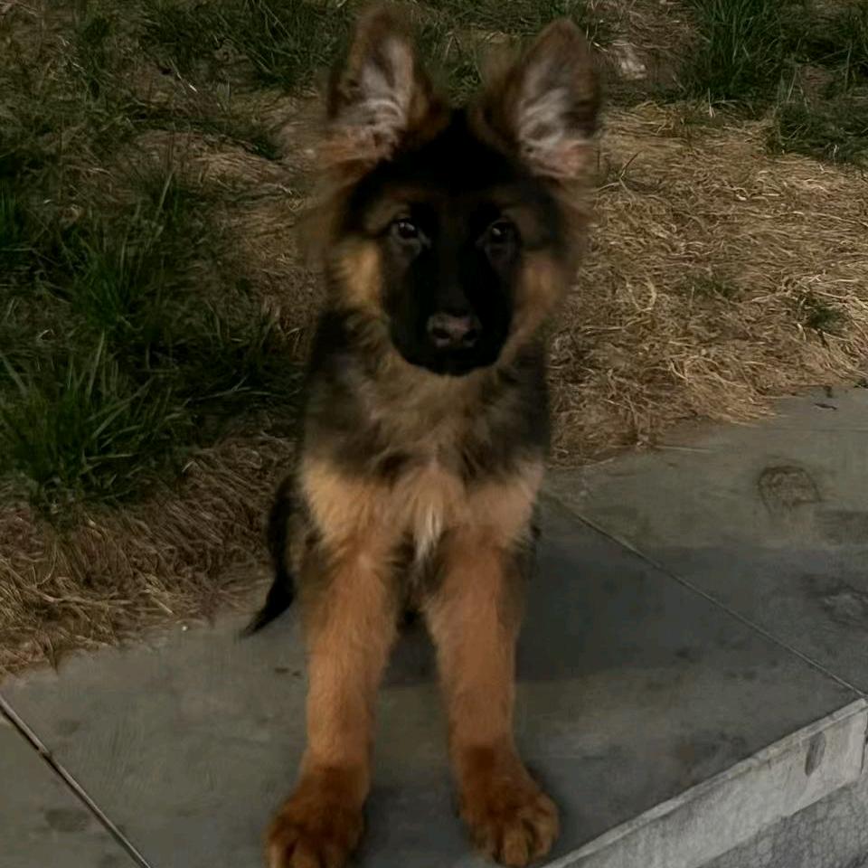 AAA大大大大大炮