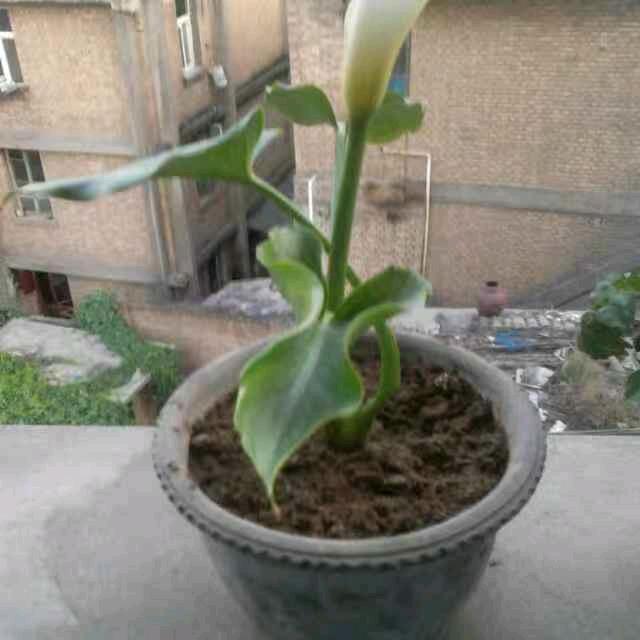 布朗尼