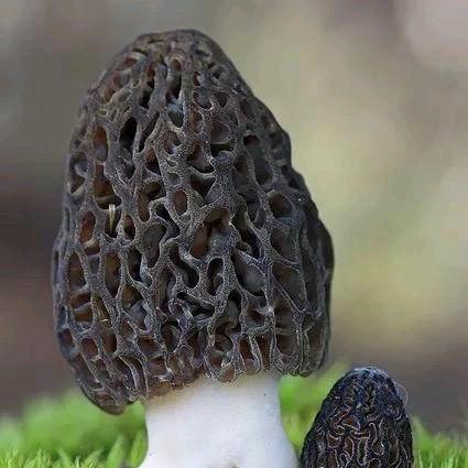 期—茶