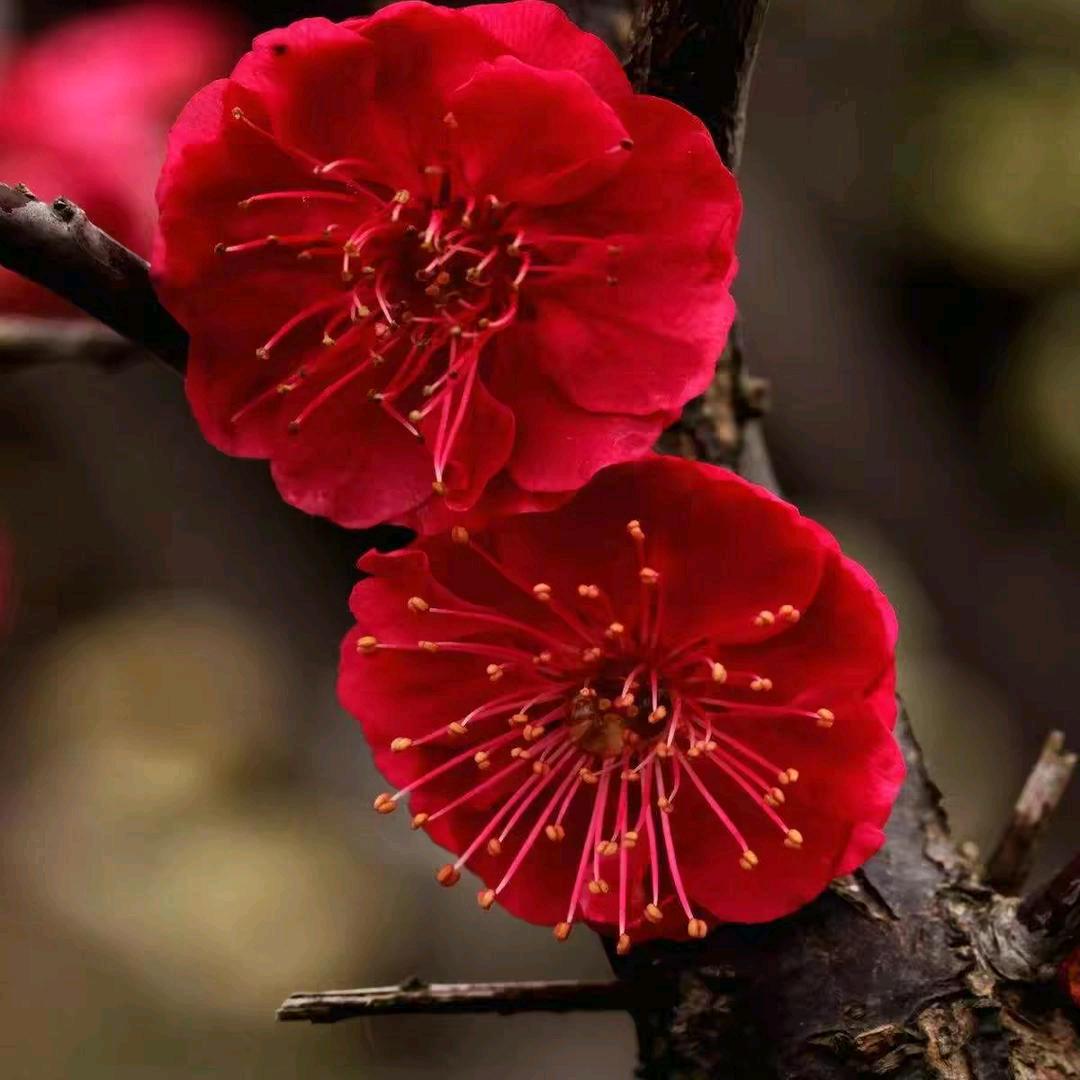 梅花傲