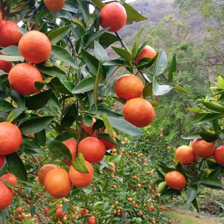 果树管家金同学