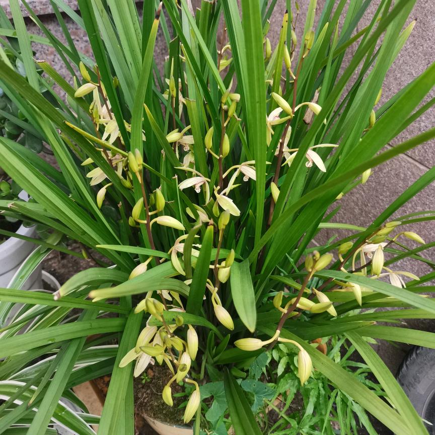 遂昌胖胖儿小吃