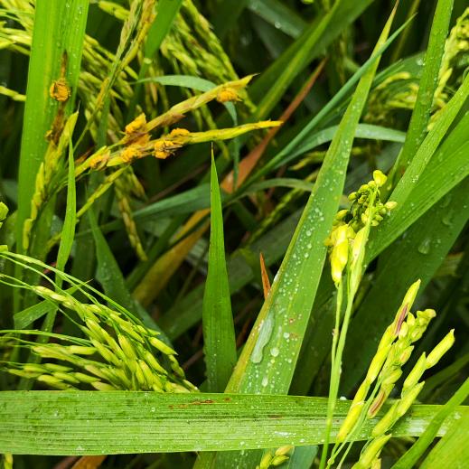 咸鱼梦-终将破灭！