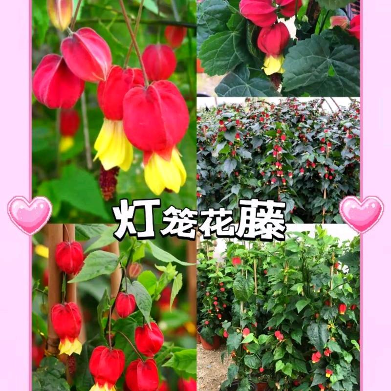 萤火灯笼花花木场