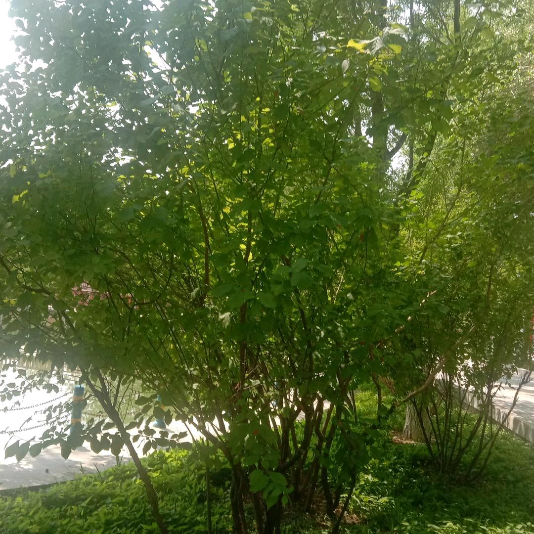 风景