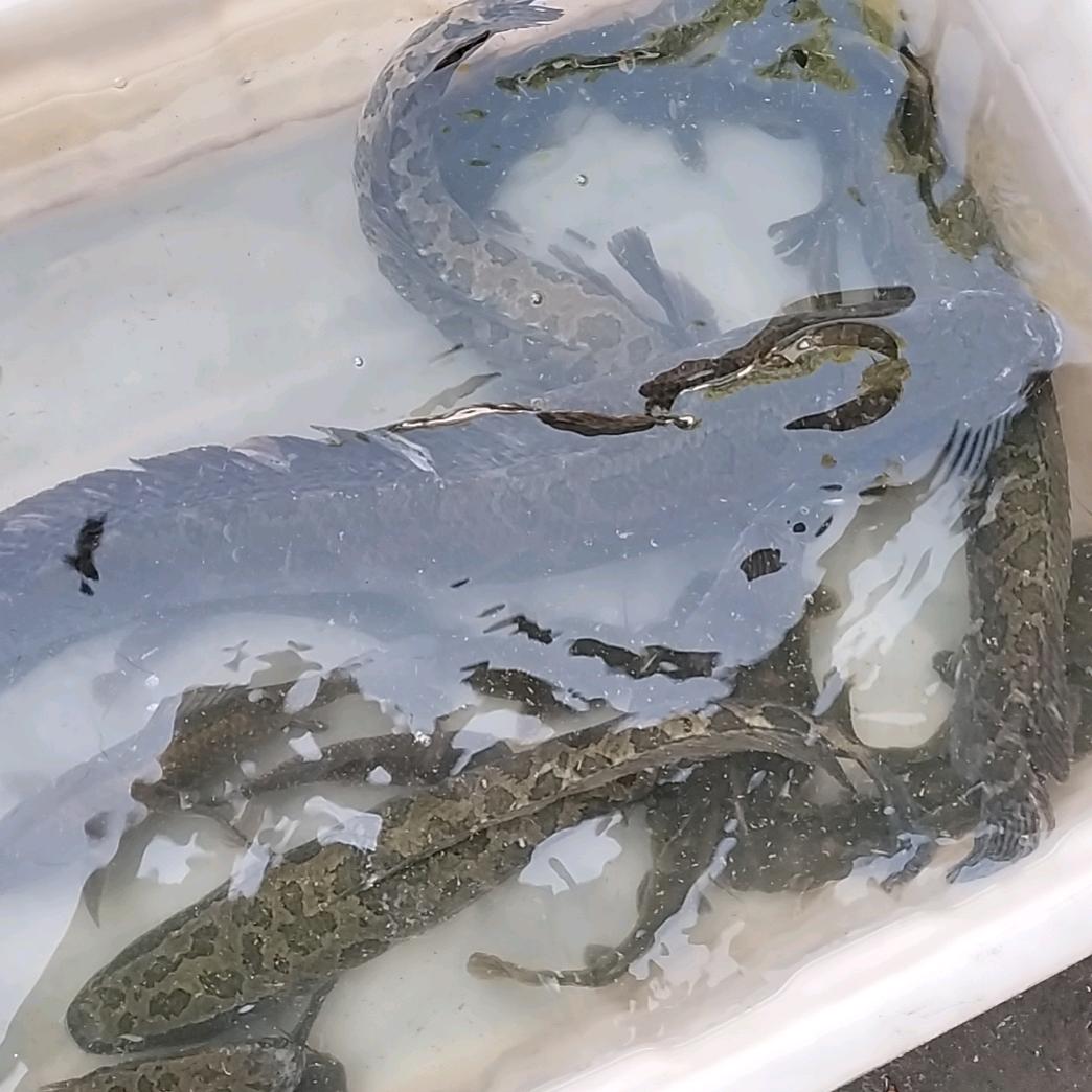 小绵羊🐑🐑🐑