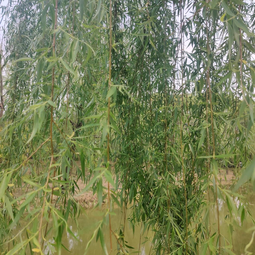 马姐
