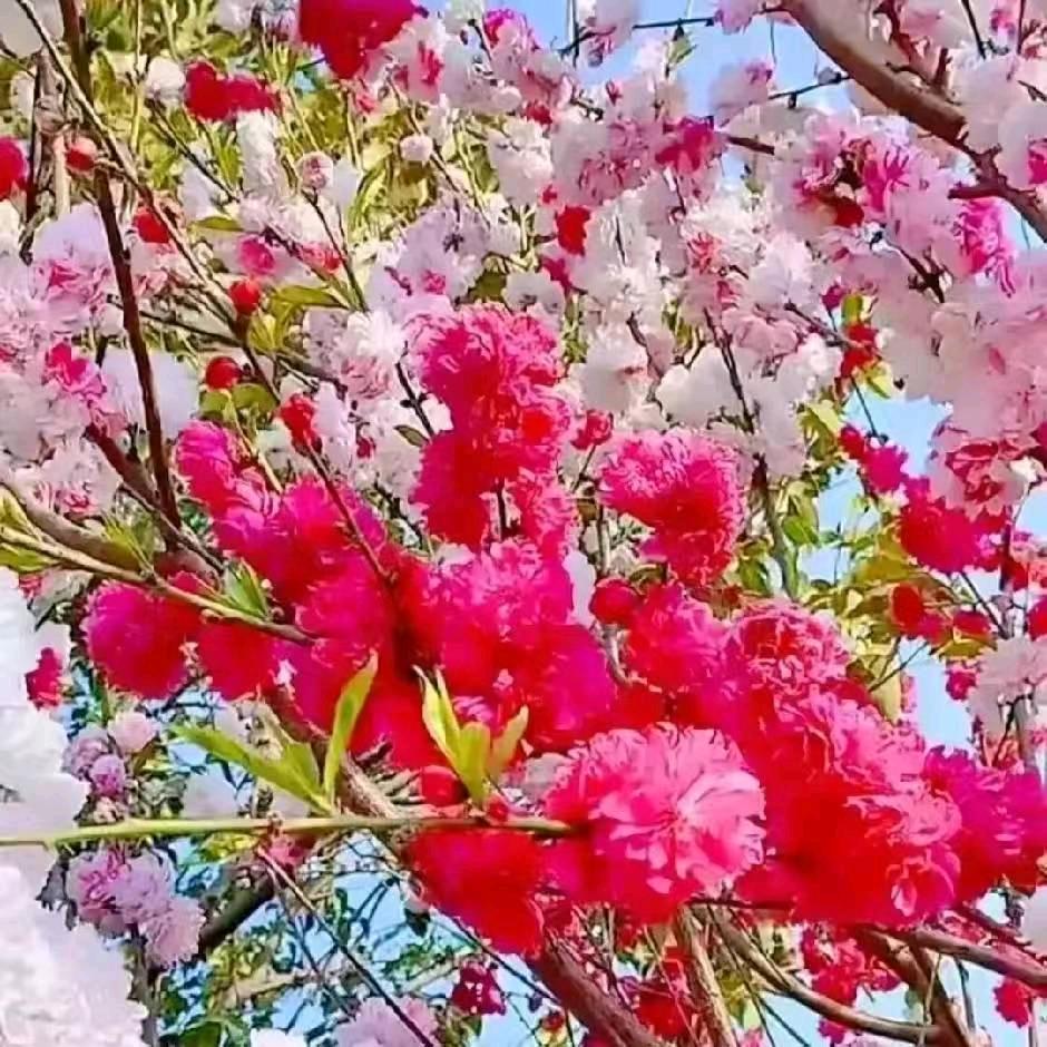 小太阳🌺🌺