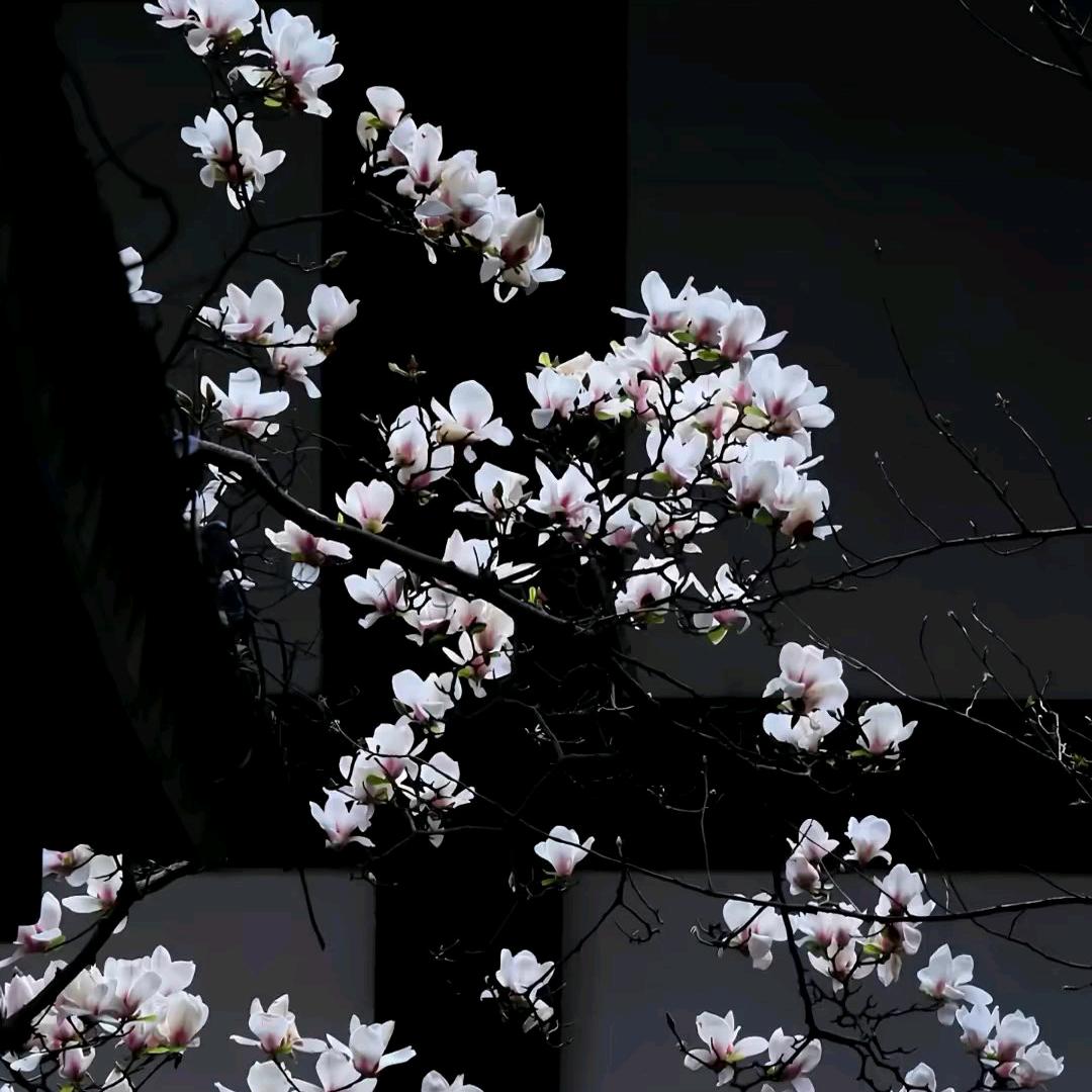 贾瑶