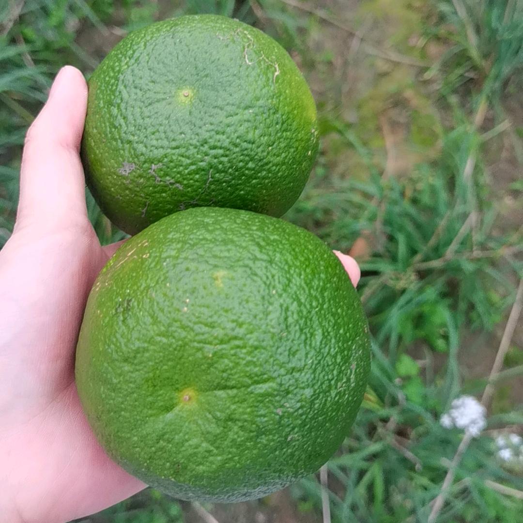 木木熙熙