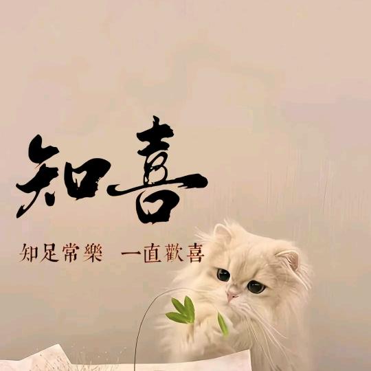 巷子里的猫🐱