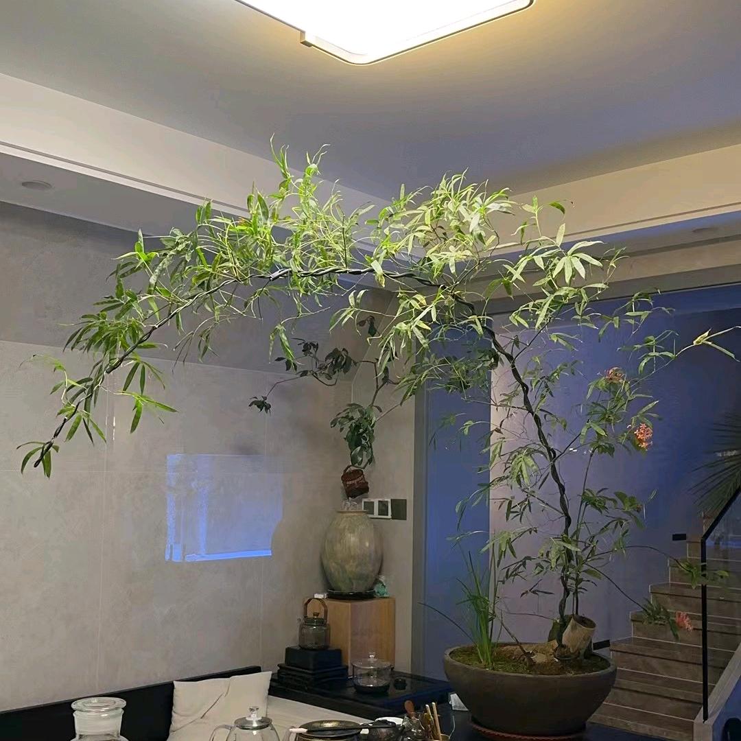 茶香居