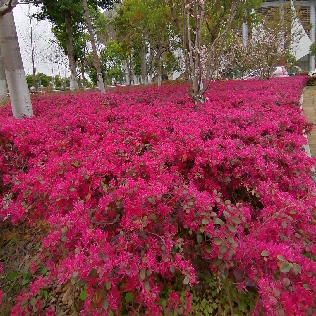 夏天芬芳