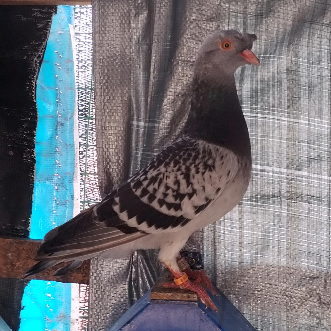 粤S@甘肃天水（王氏高飞鸽）