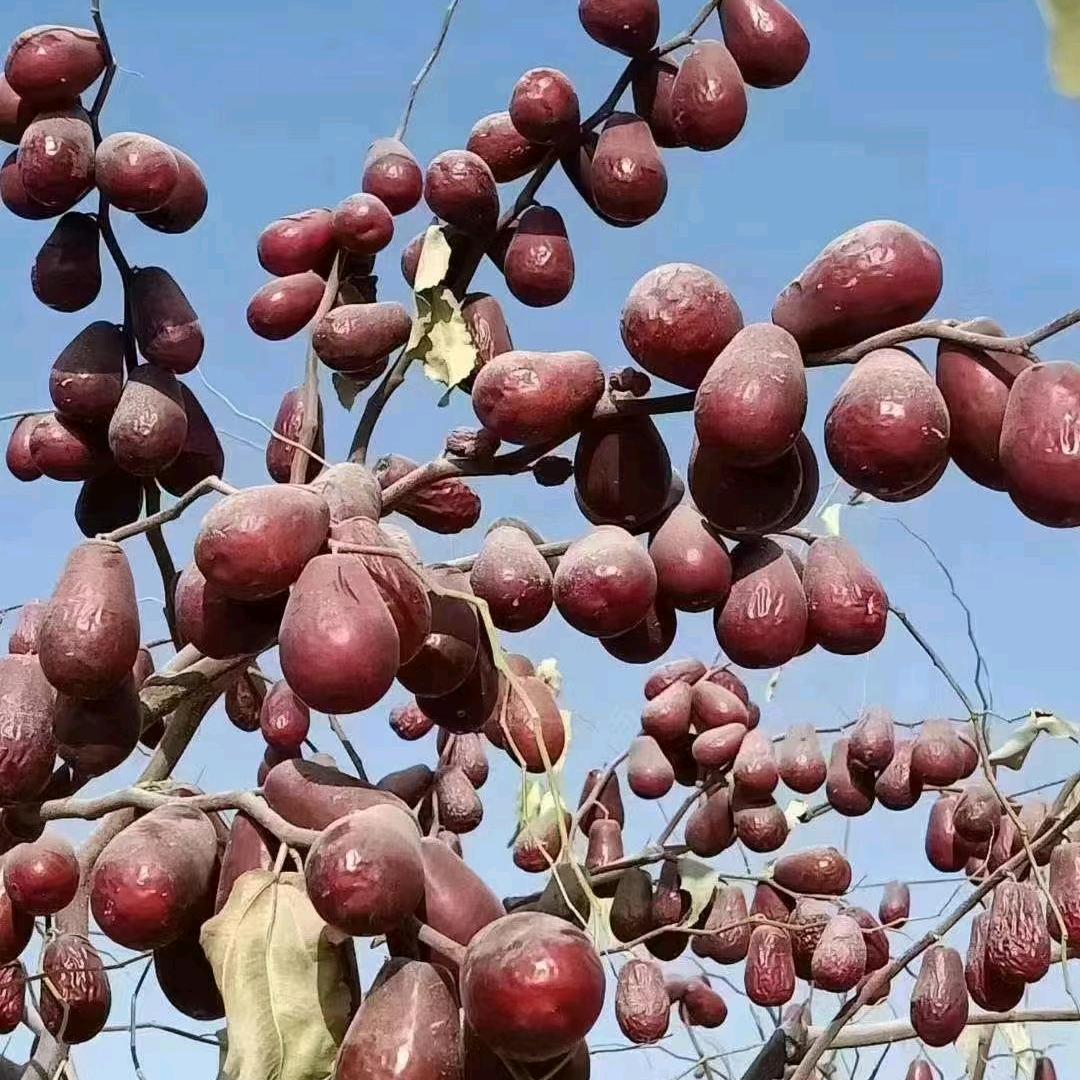 河南人在新疆种红枣