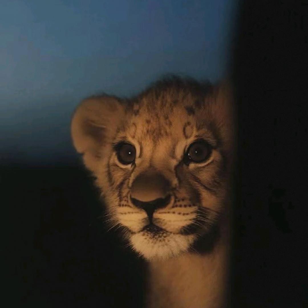 獅