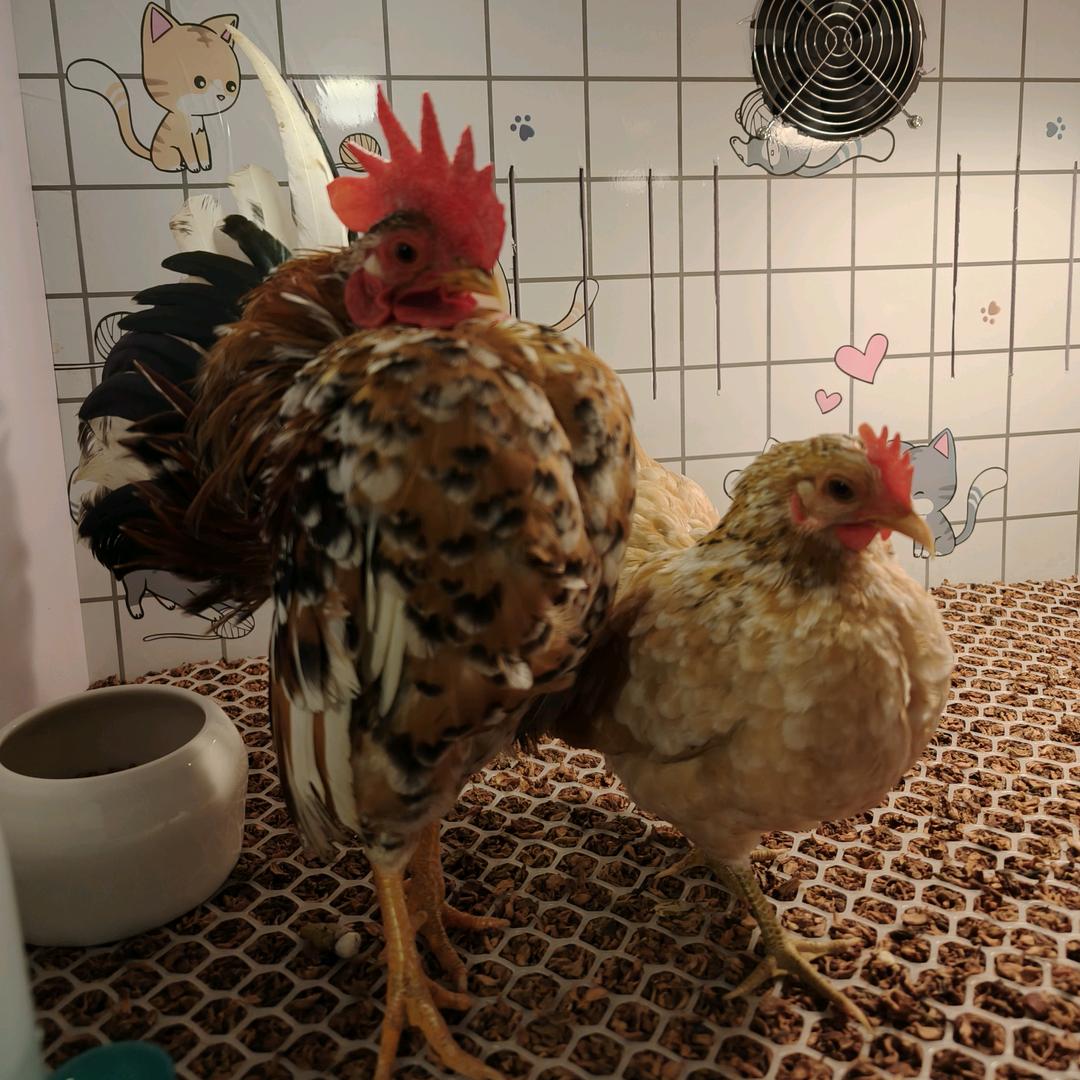 bingo塞拉玛观赏鸡