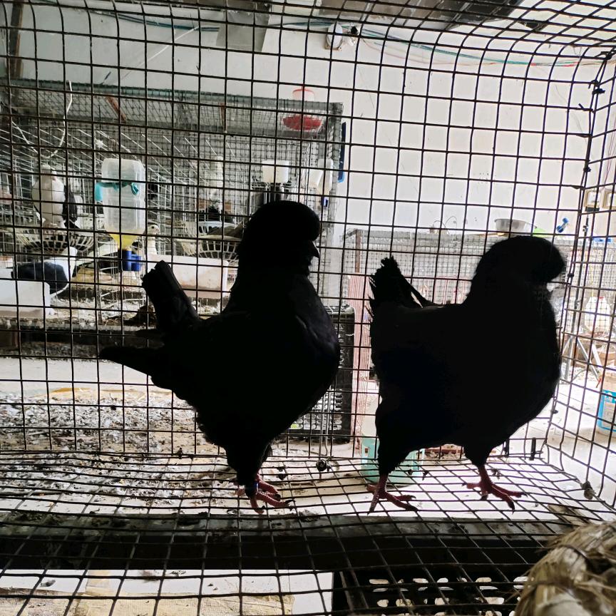 太康老表！元宝圆环观赏鸽